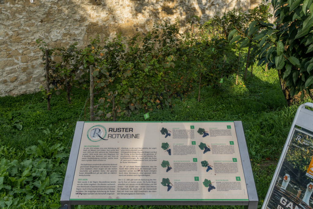 Der Rotwein und seine Erklärungen