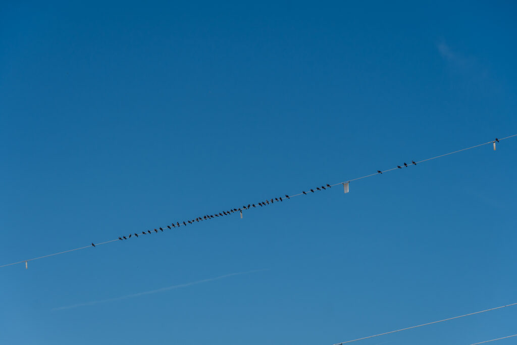 Birds on the Strom-Wire