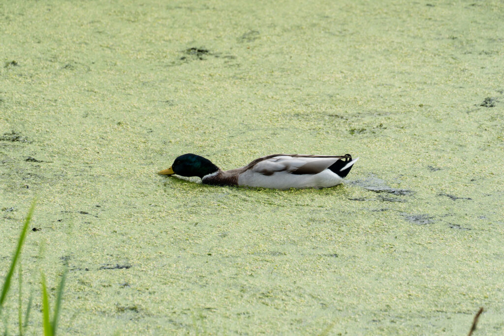 Spezialität Ente auf Erbsencremesuppe