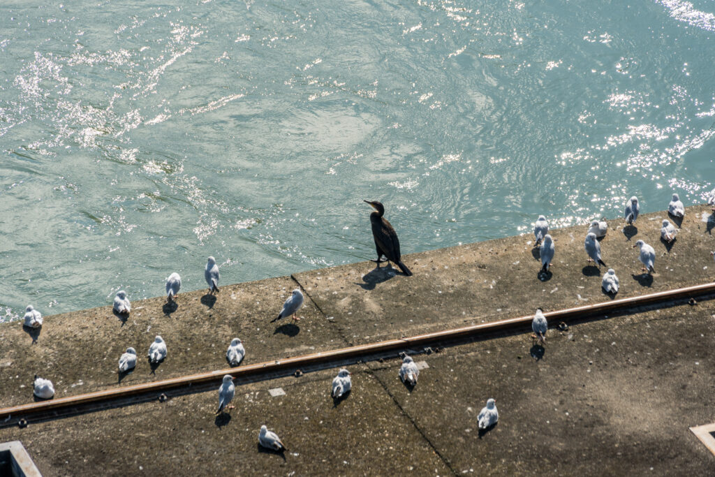 Ein Kormoran unter Möven