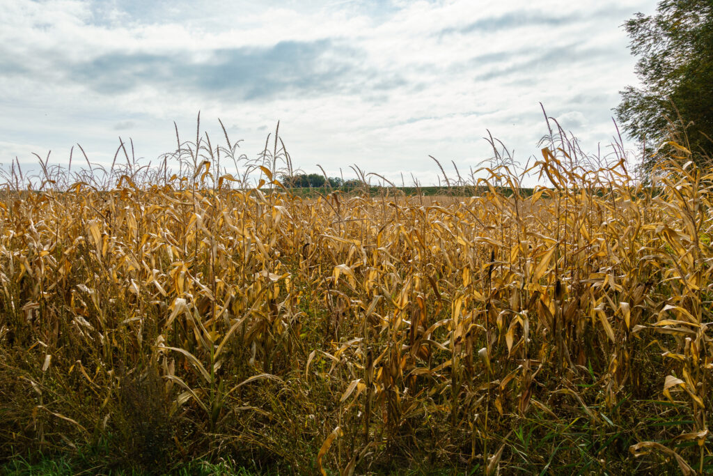 Die stehen auch nicht mehr lange