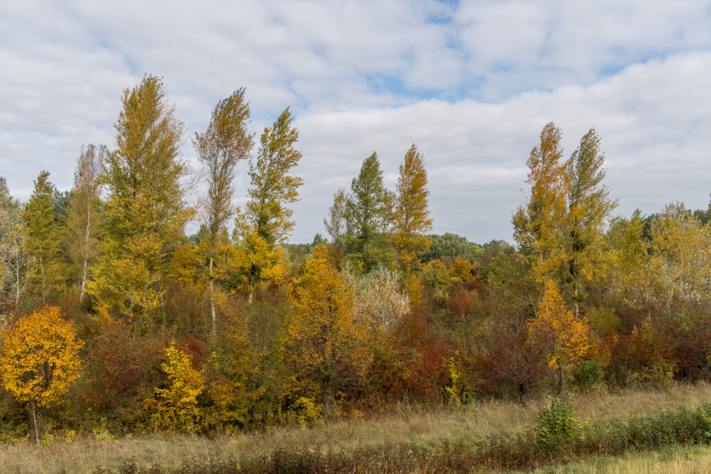Sepia soweit das Auge reicht