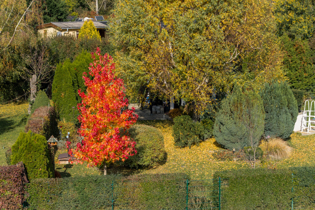 This Tree is on Fire