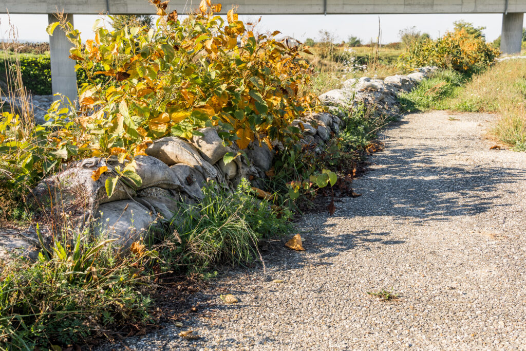 Reste vom letzten Herbst