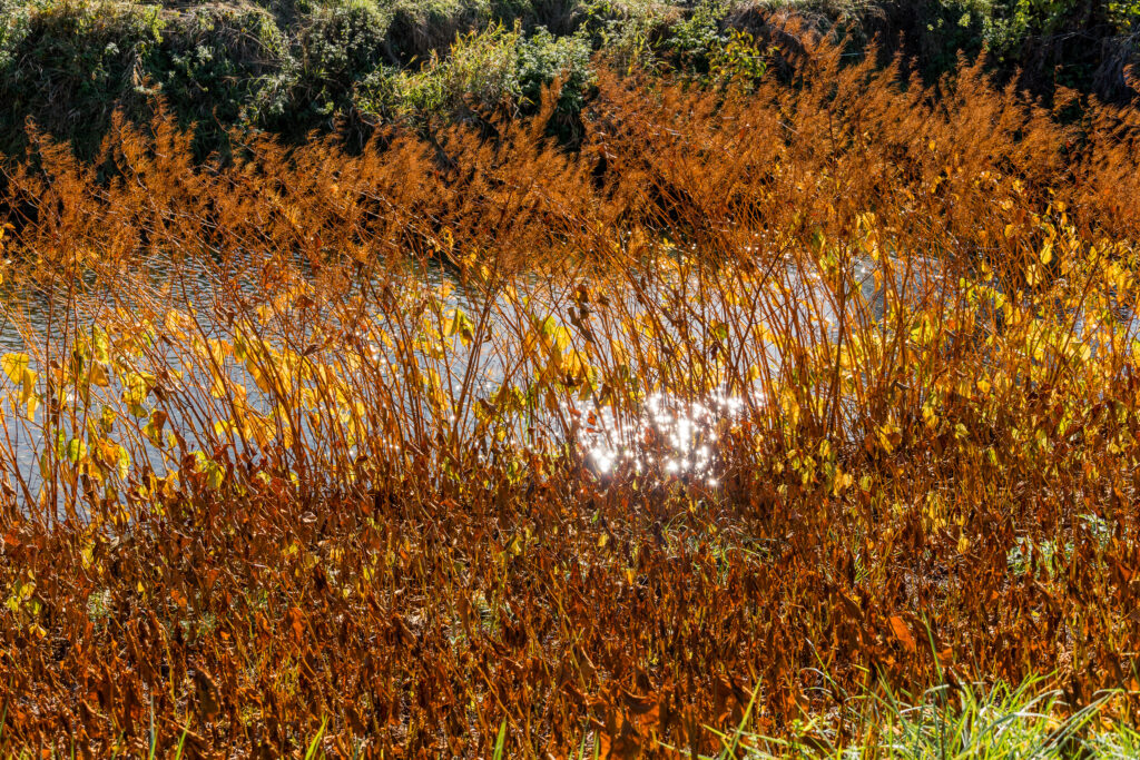 Staude vom Staudenknöterich