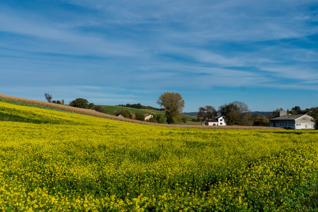 Ist schon Frühling?