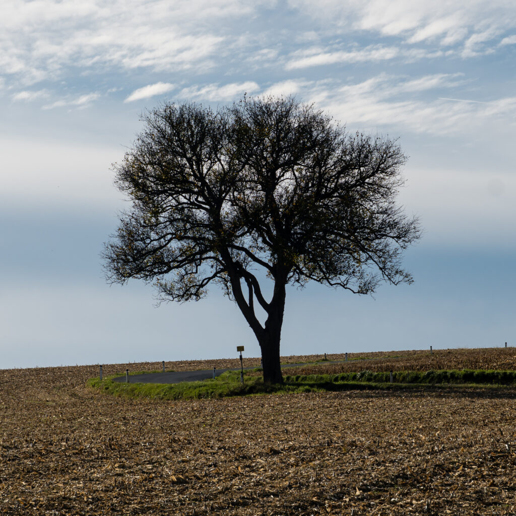 Ah nein, doch Herbst