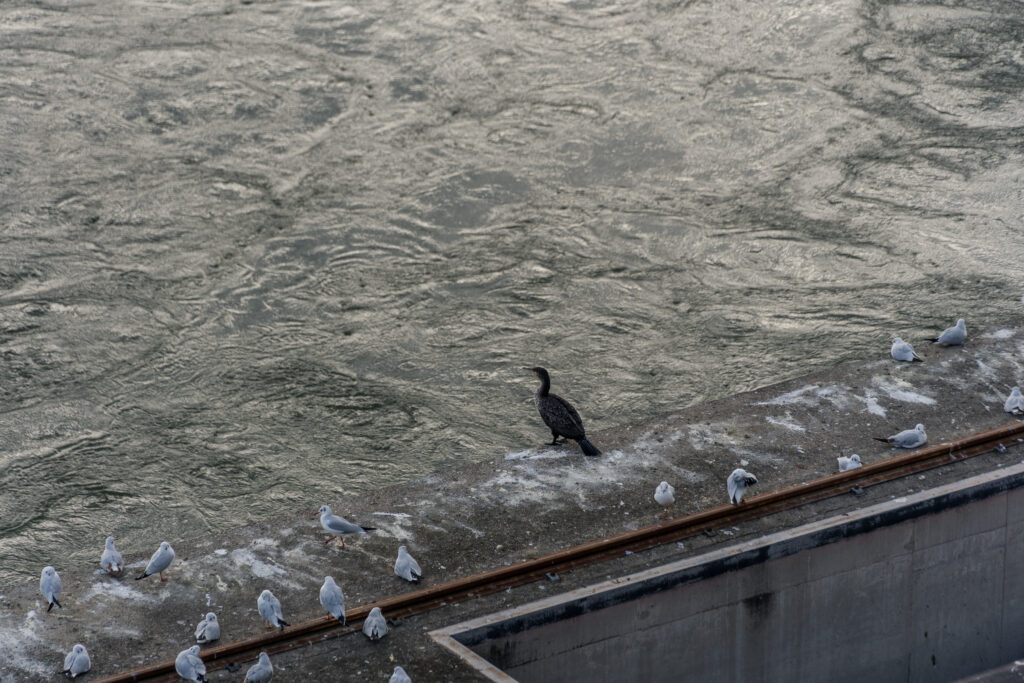 Kormoran unter Möven