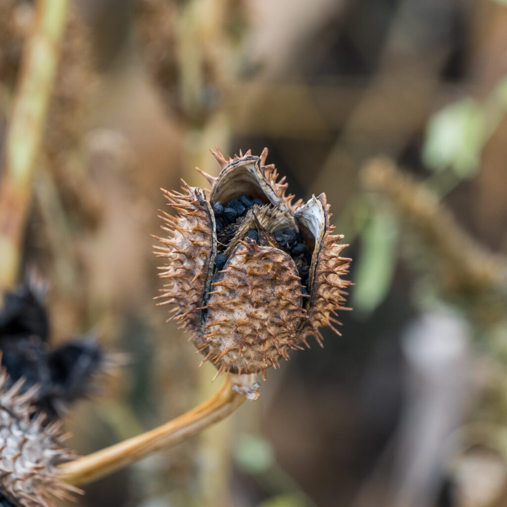 Little Shop of Horrors=