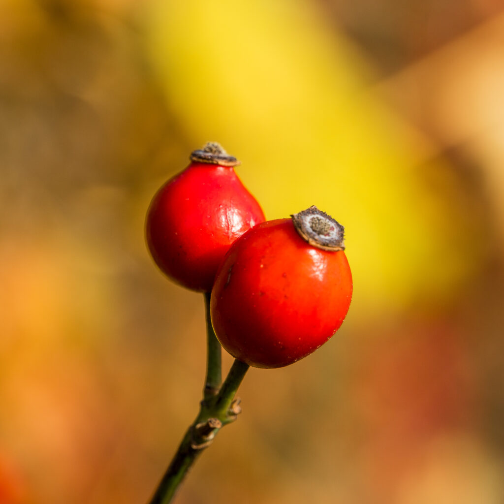 Tee-Zeit ist auch wieder