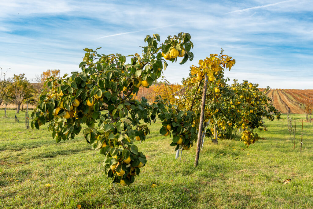 Ein ausgezeichnetes Quitten-Jahr
