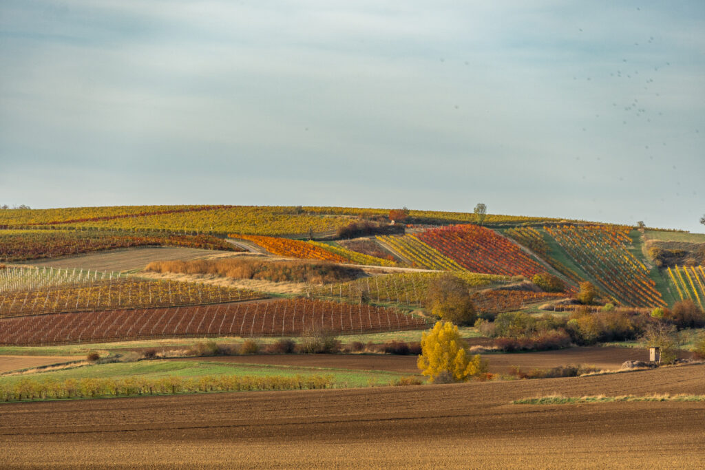 Weingärten spielen auch alle Farben