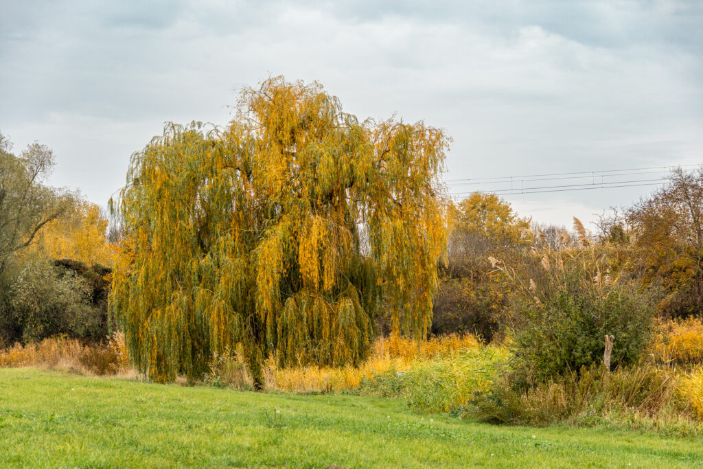 Auch die Trauerweide trauert um den Sommer - und wirft die Blätter weg
