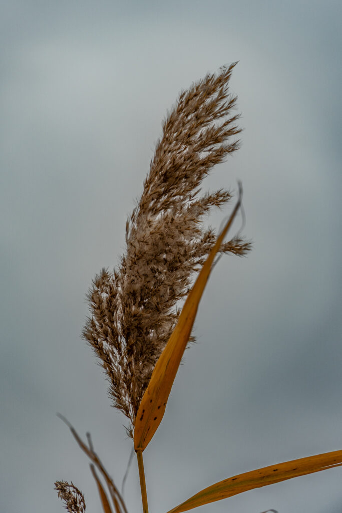 Wär was für Lenny gewesen