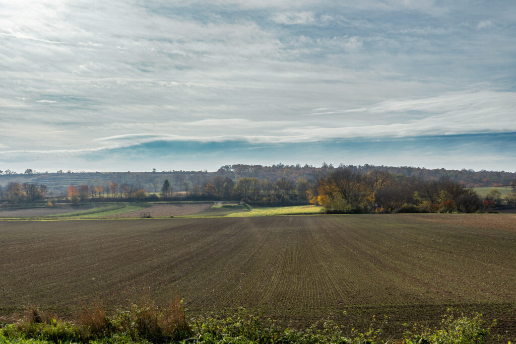 Die Felder haben schon wieder ein bissi (Winter-) Grün