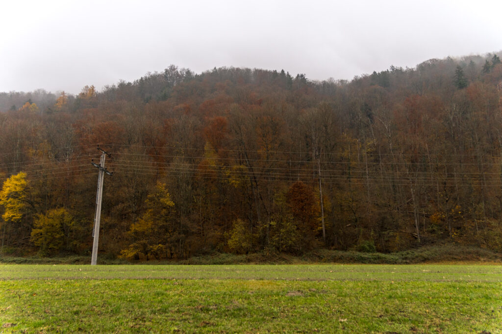 All the leaves are brown