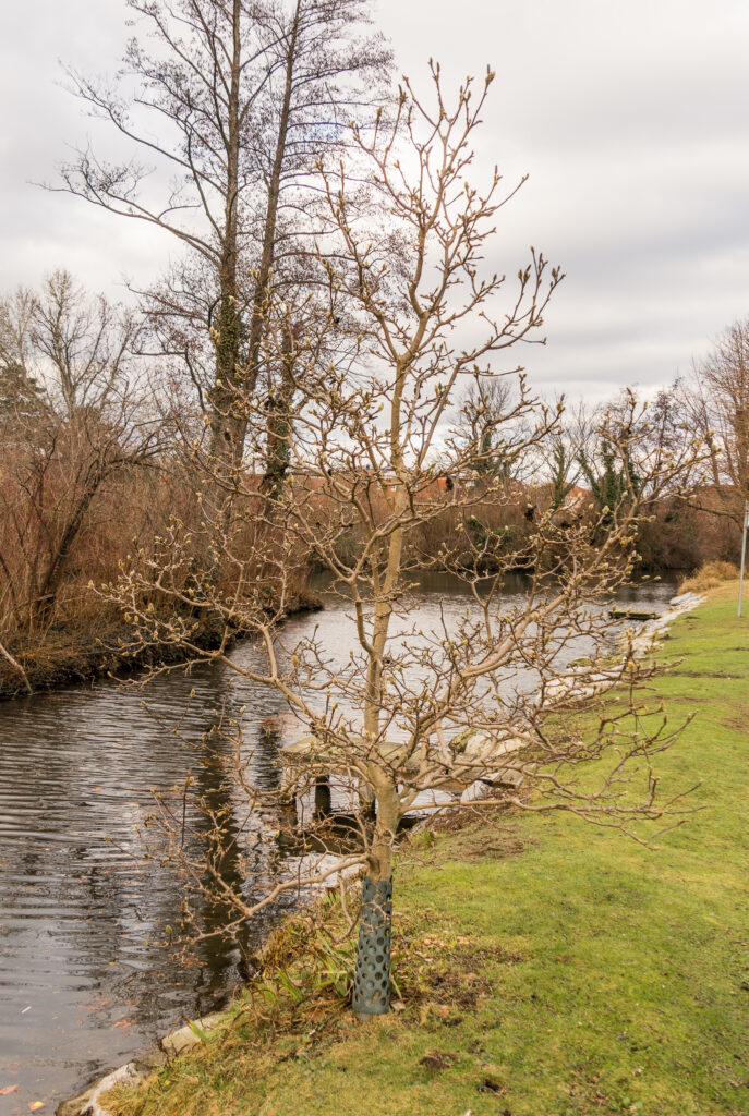 Schon wieder blühbereit