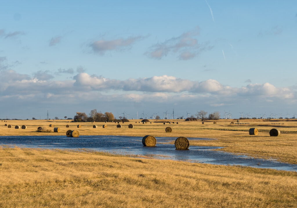 Strohballen: leicht angefroren
