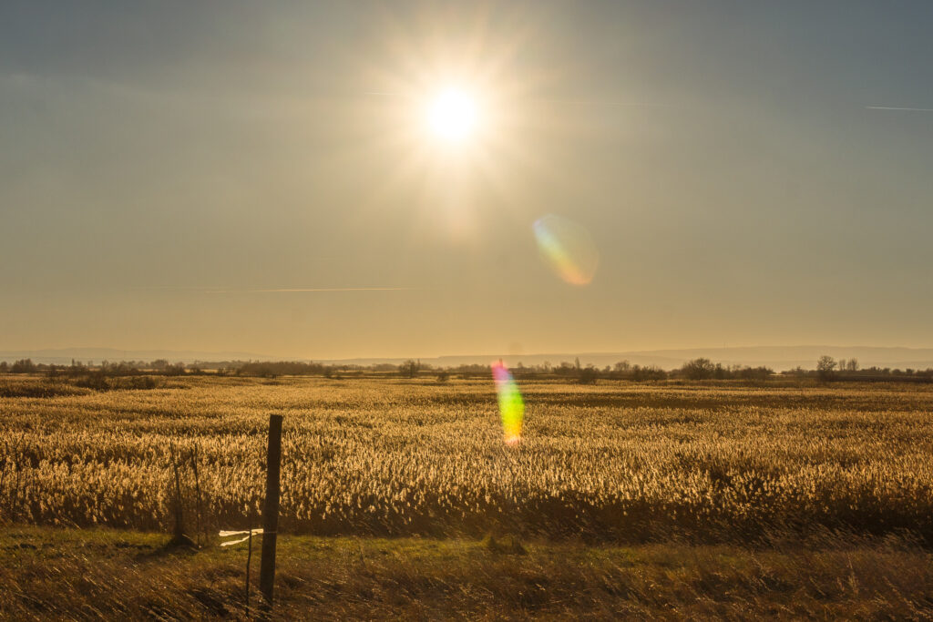 Goldenes Schilf zur goldenen Stunde