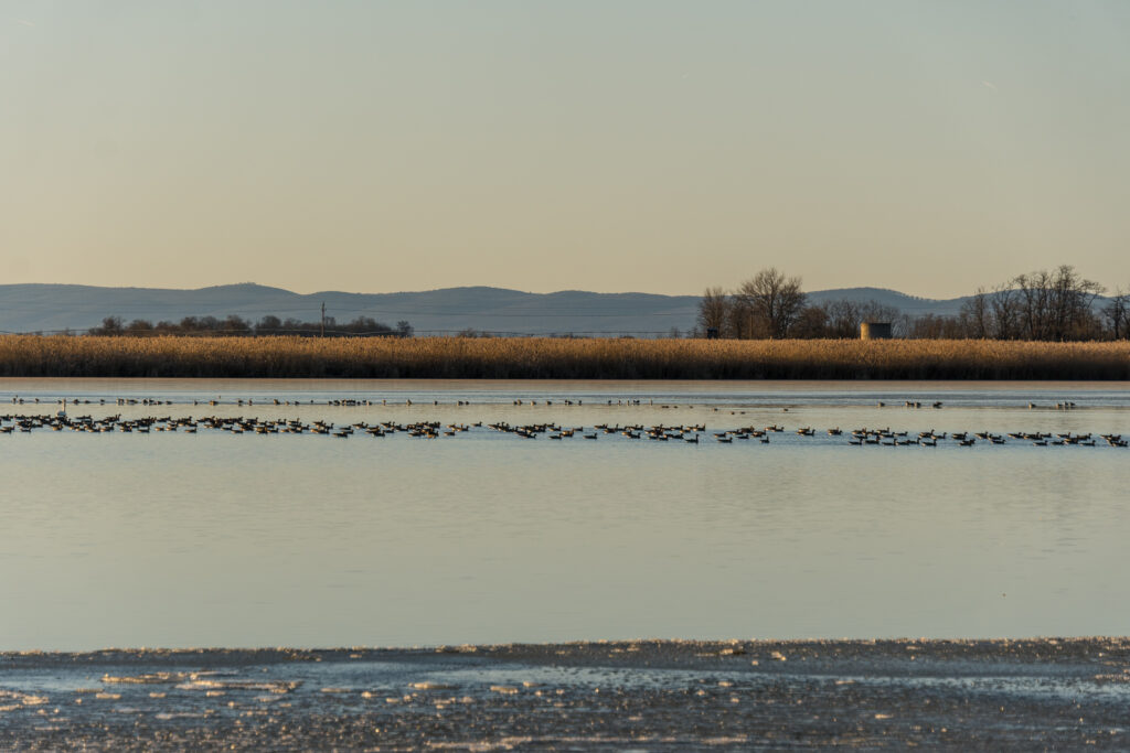 Zähflüssiger Kolonnenverkehr derzeit am Zicksee
