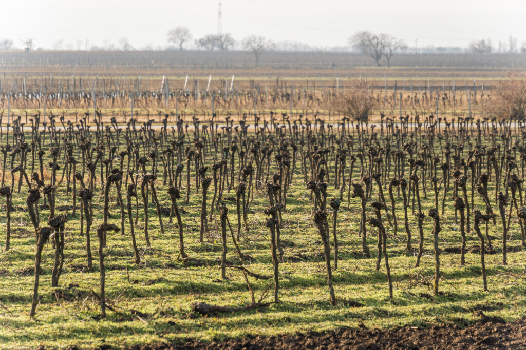 Der Wein wartet auch auf den Frühling