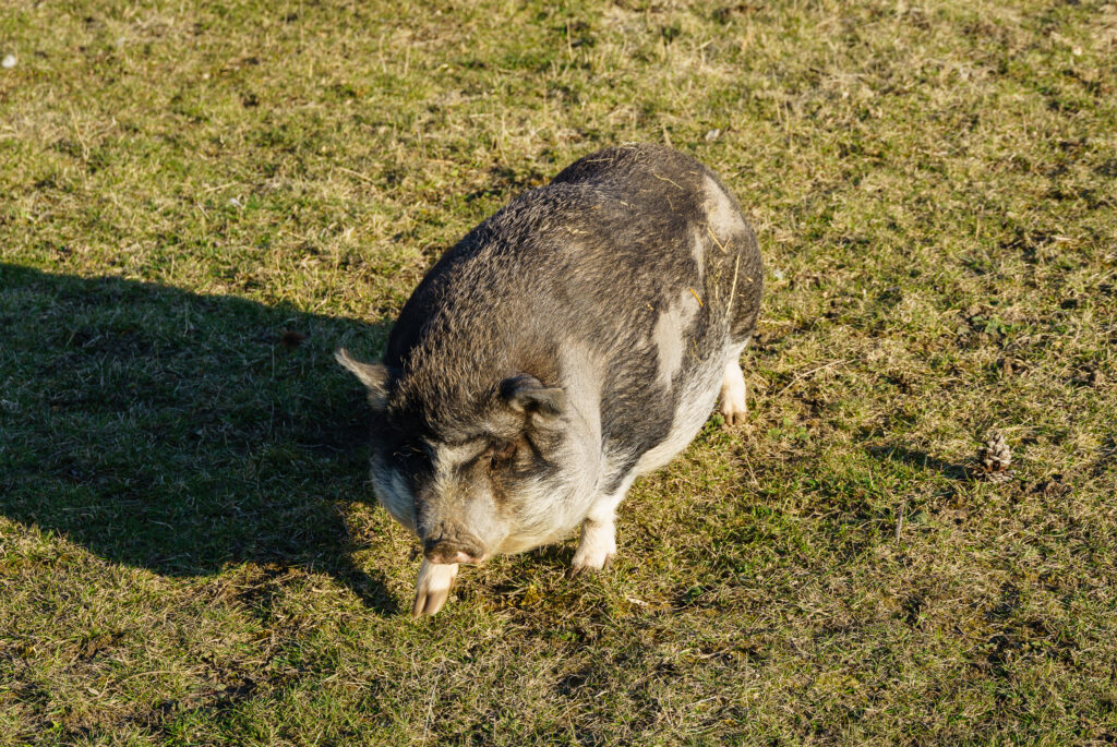 Ganz gemütlich - nur nicht hetzen