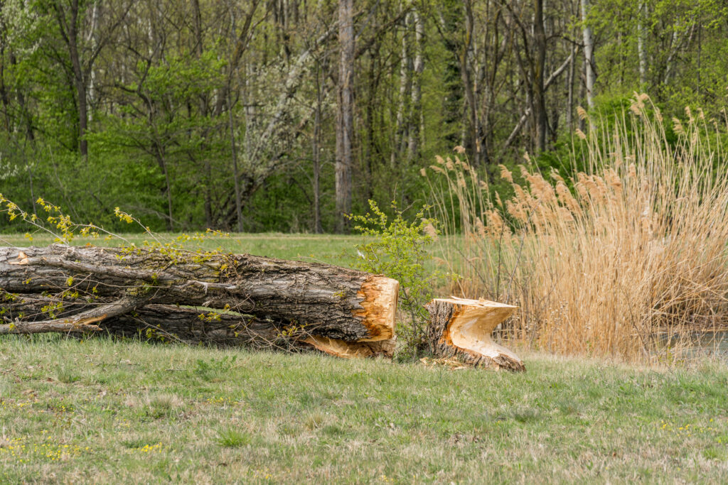 Biber mit Hilfsmotor(-säge)