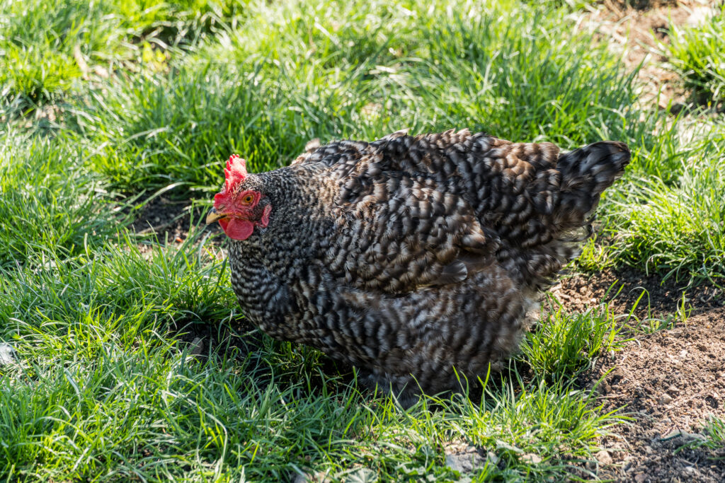 Tigerente ... äh ... hendl