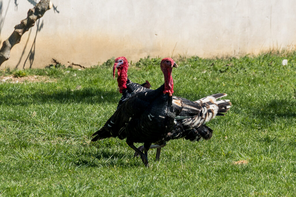 Dance of the Turkeys
