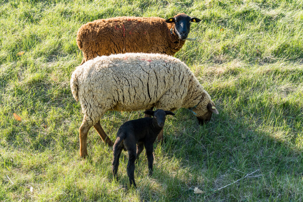 Schwarzes Schaf - kann nur wenige Tage alt sein