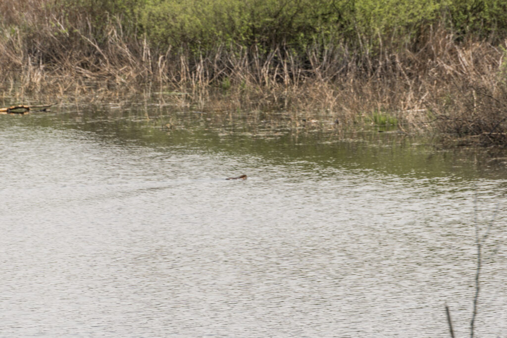Das Nessie-Foto: Wo ist der Biber?