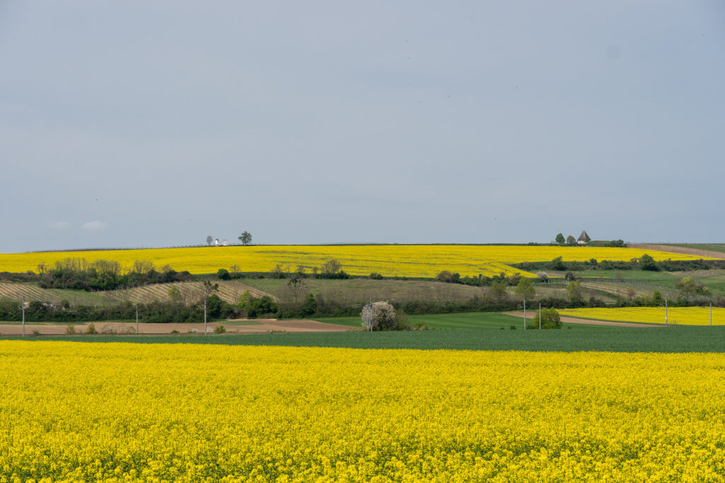Gelb und Grau - der Regen kündigt sich an