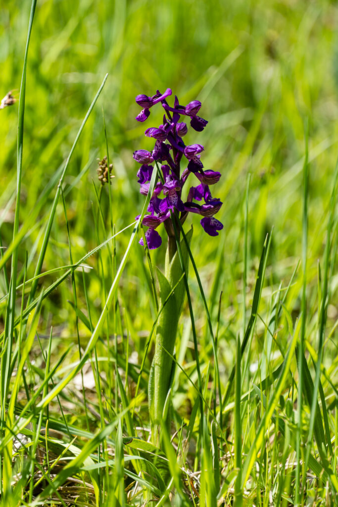 Blau blüht der Enzian - oder?