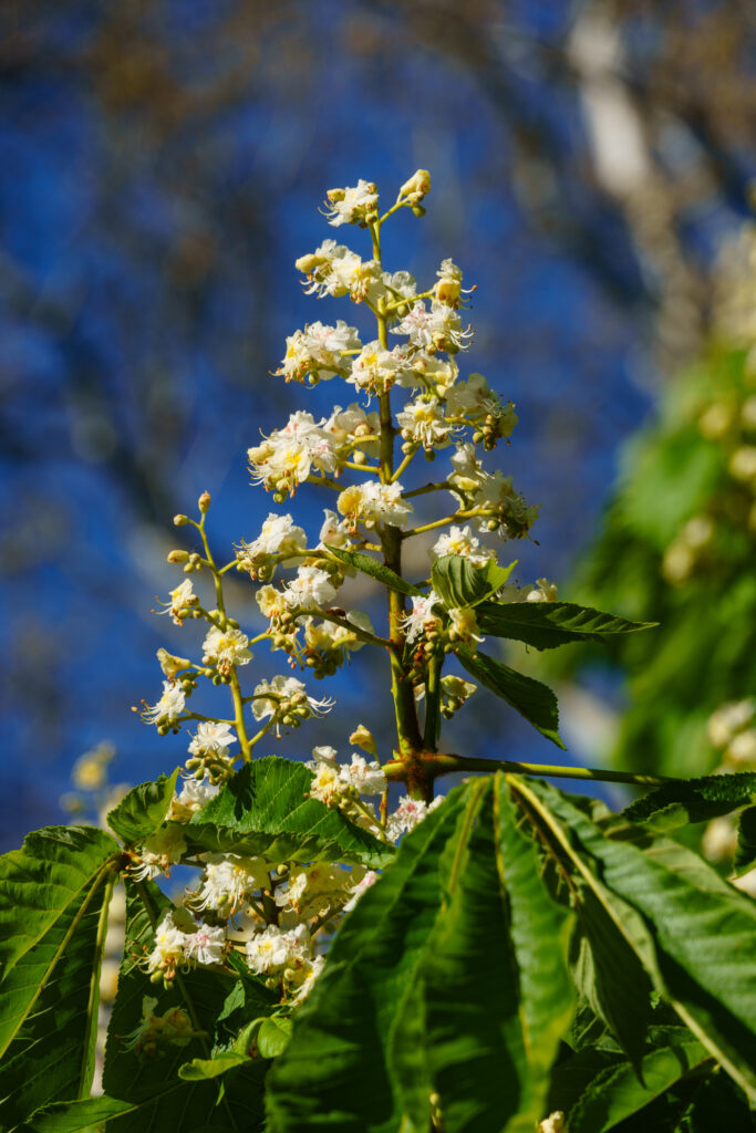 Kastanienblüte ist auch schon