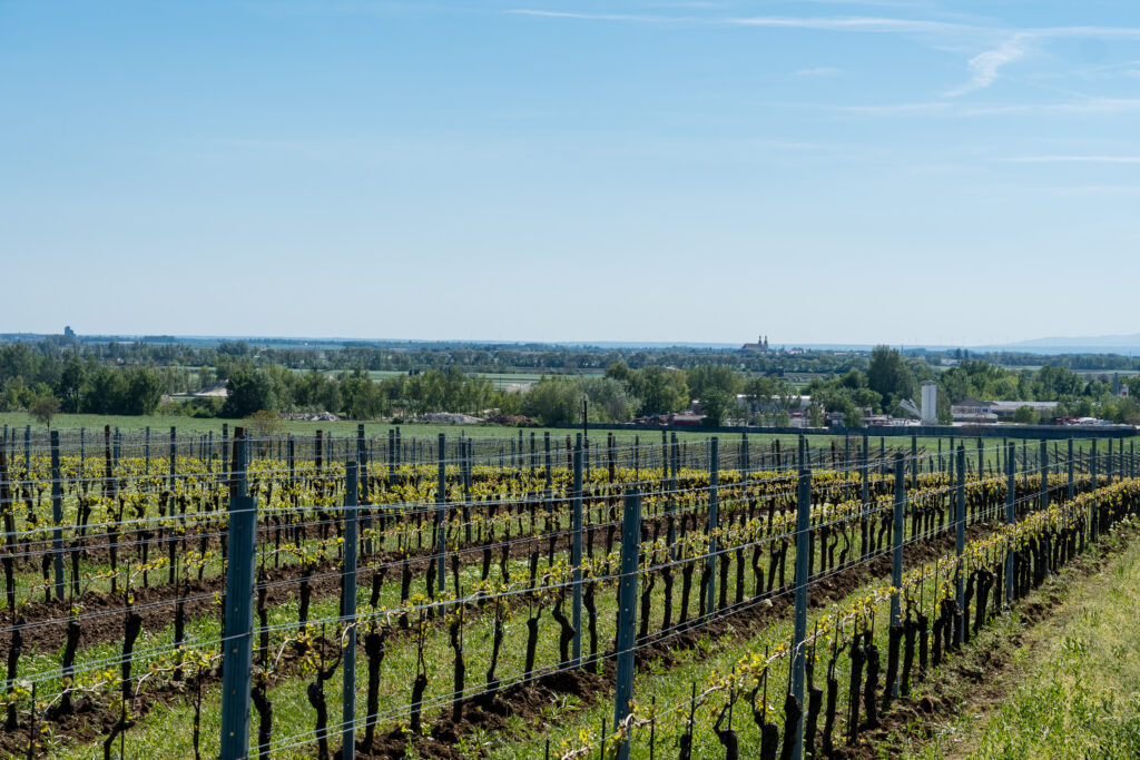 Es wird ein Wein sein