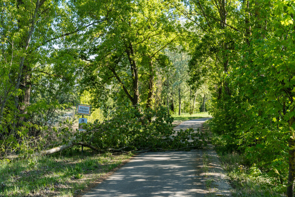 Things on Bikelane - Sturm Edition