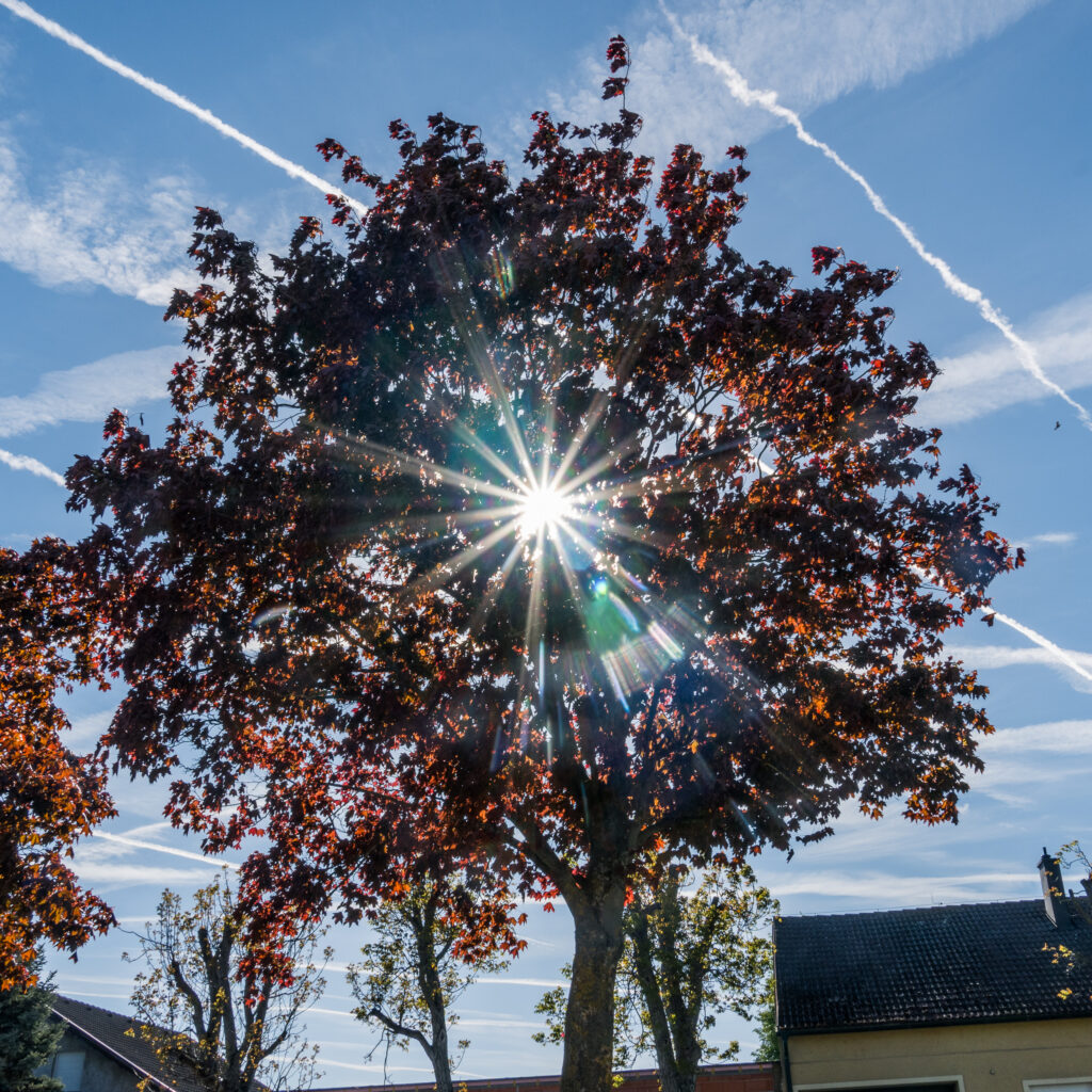 Von den ganzen Chemtrails ist der Baum schon rot geworden