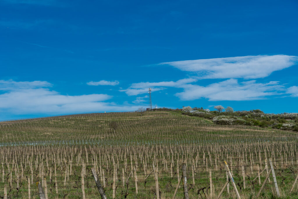 Weinberg noch kahl