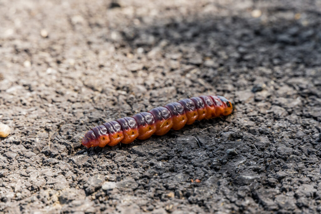 Caterpillar
