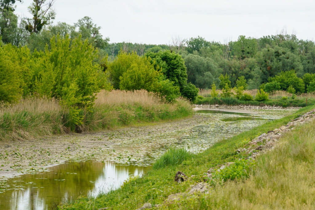 Die Lobau wächst zu