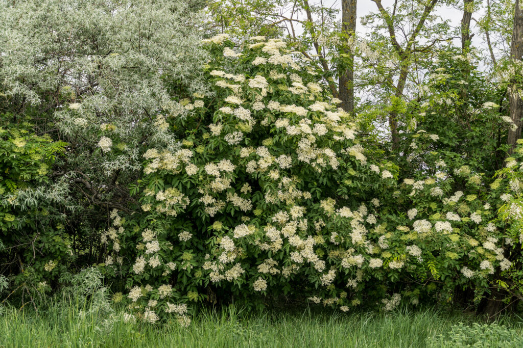 Jetzt ist der Holler voll (in der Blüte)