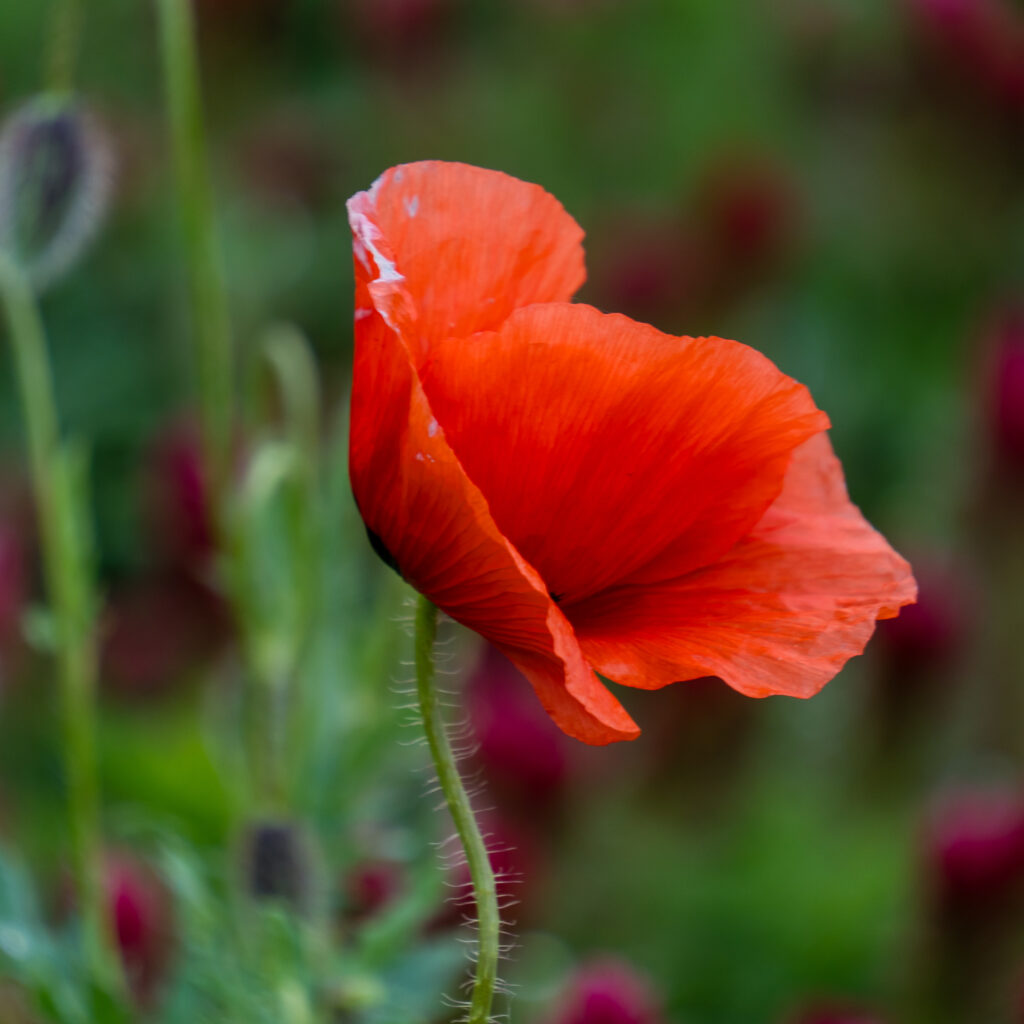 Poppy
