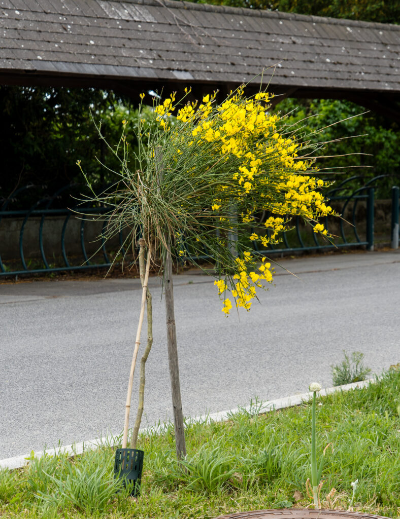 Windschief