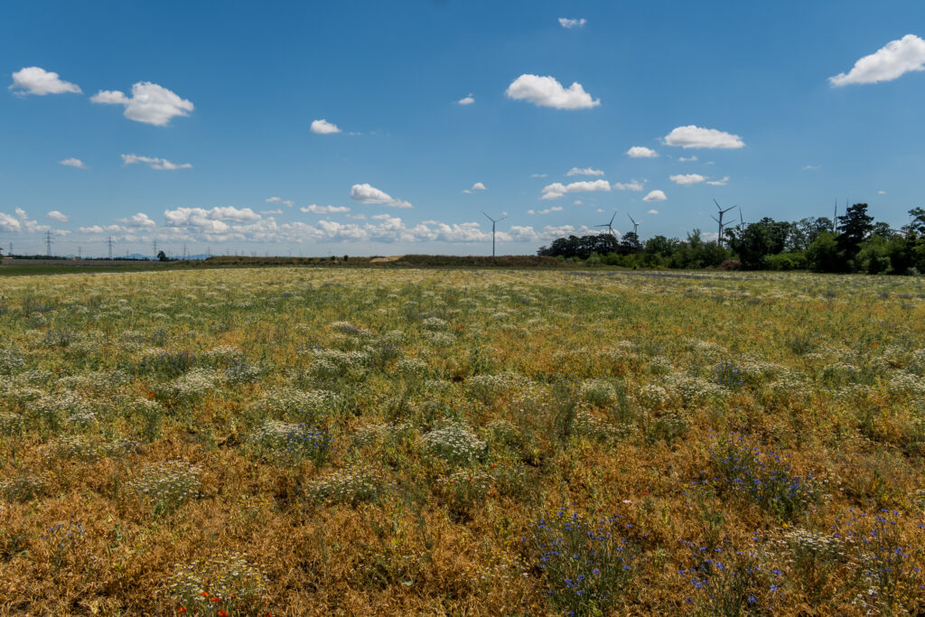 Pillichsdorfer Tundra