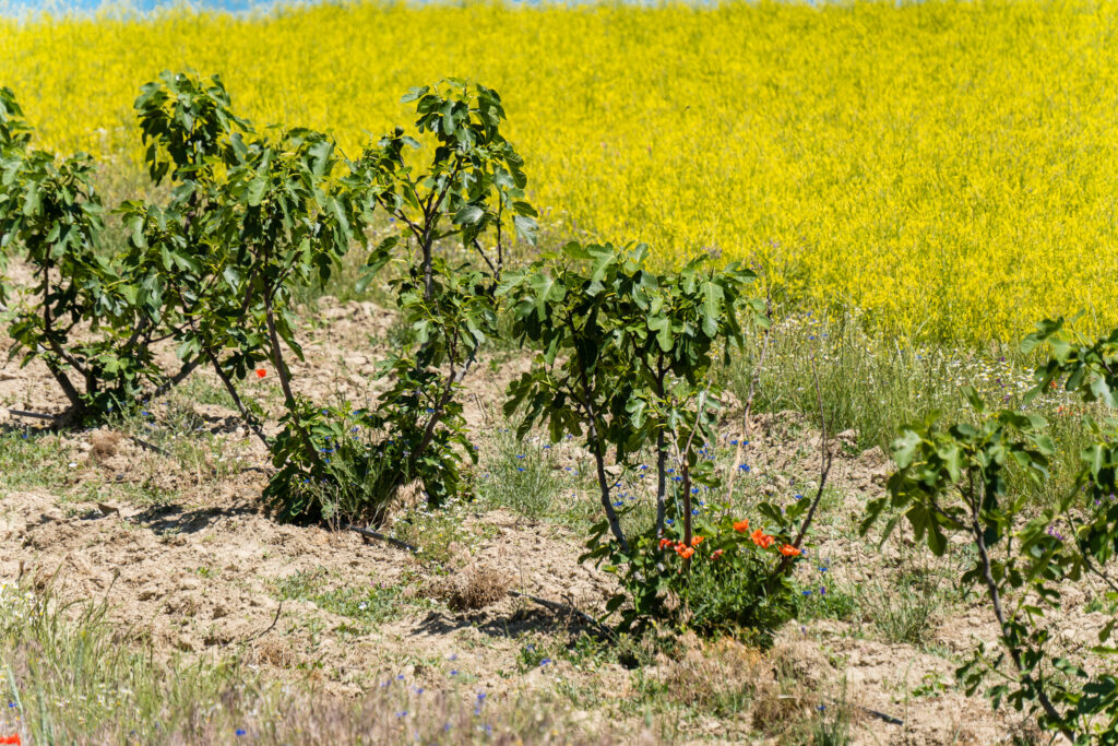 Anpassung an den Klimawandel: Feigenplantage