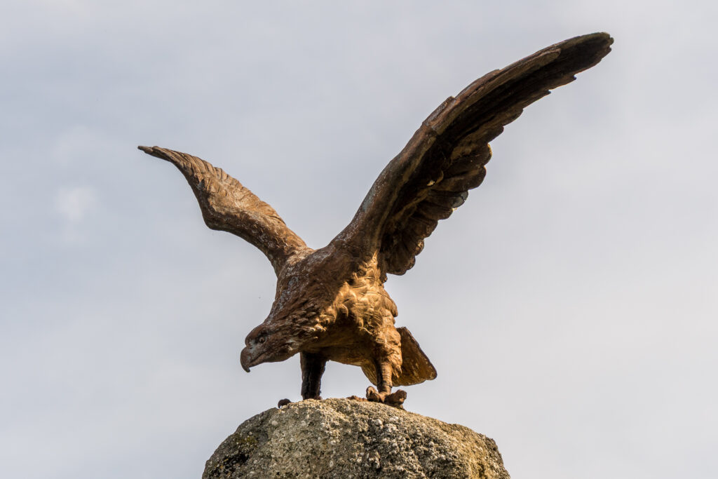 Endlich ein Greifvogel der still hält