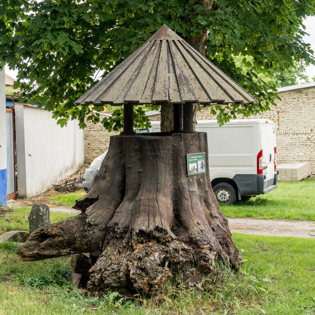 Baum-Haus oder Haus-Baum?