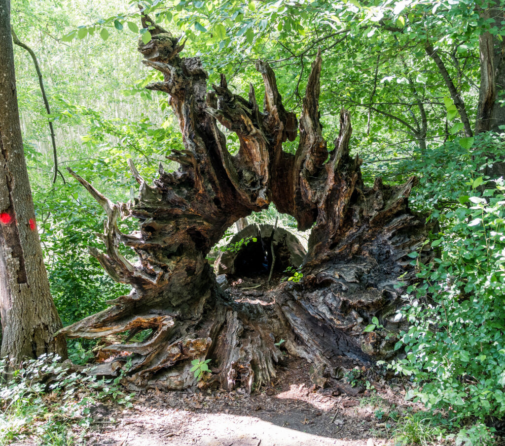 Der Baum ist explodiert - schaut zumindest so aus